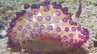 Science Today Nudibranchs  California Academy of Sciences [upl. by Ellebyam]