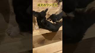 子犬同士と成犬同士のワンプロ比較動画 puppy 子犬dog 犬のいる暮らし cute 癒しミニチュアダックスフンド miniaturedachshund [upl. by Ehud]