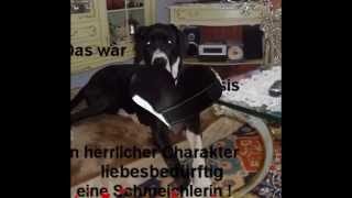 Deutsche Doggen sind edle Freunde [upl. by Jenica]