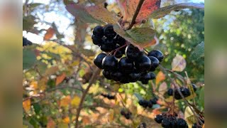 Aronia GeléAronia Jelly [upl. by Adalbert177]