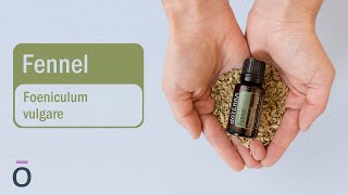 Discover the Benefits of doTERRA Fennel Essential Oil [upl. by Rogerg]