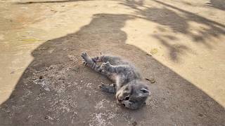 The kitten lay stiff from breathing difficulties until a young man found him and performed CPR❤️ [upl. by Isabel]