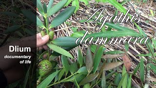 Amboyna pine Agathis dammara  part 1 [upl. by Leveridge]