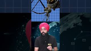 Why Mosquitoes Bite Exploring the Science of the Itch MosquitoBites Science Biology [upl. by Zachariah679]