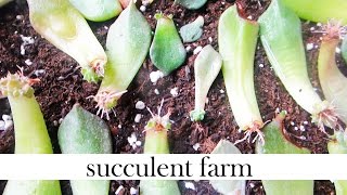 How To Propagate Succulents Like A BOSS [upl. by Havelock]