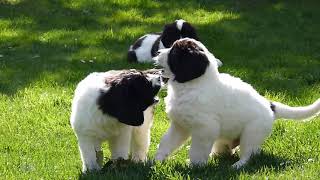 Landseer puppies from the Pacific Coast kennel [upl. by Notlok]