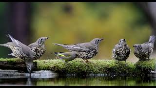 Ökse ardıcı » Mistle Thrush » Turdus viscivorus [upl. by Aniroc596]