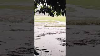 Morning vibe  Rainy Day  Planon Vlogs BD relaxingmusic nature love rain trending [upl. by Salli762]