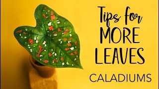 Caladiums Tips for more leaves [upl. by Evannia697]