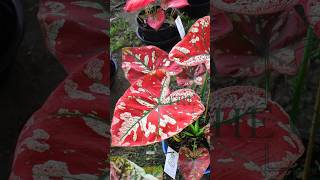 “Awardwinning” caladiums in 🇹🇭caladium caladiumlovers aroids garden caladiumhybrid plants [upl. by Madalyn]