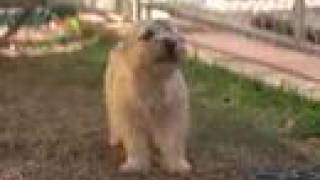 Cairn Terrier Breed [upl. by Analos]