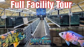 Rons Cichlids Fish Farm Facility Full Walkthrough Tour Part 1 Oct 5 2024 [upl. by Alikee]