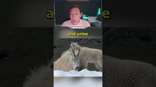 Urine Addicted Goats [upl. by Eiclud]