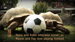 Paignton Zoo  Tortoises playing football [upl. by Geehan]