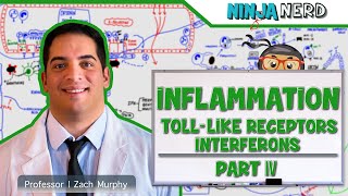 Immunology  Inflammation Toll Like Receptors and Interferons Part 4 [upl. by Atnahsal891]