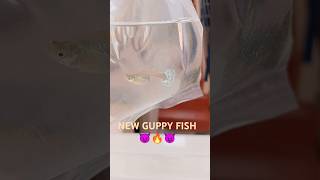 NEW GUPPY FISH TO FARM ❤️❤️🥰 GUPPY FISH BREEDING IN BANGALORE [upl. by Sloatman994]