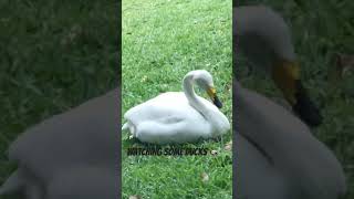 At the duck pond chilling viralvideo viralvideo automobile animals shortvideo shorts [upl. by Novikoff931]