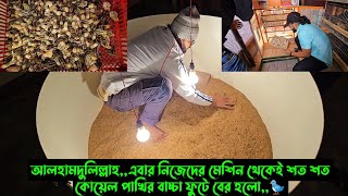 আলহামদুলিল্লাহএবার নিজেদের মেশিন থেকেই শত শত কোয়েল পাখির বাচ্চা ফুটে বের হলো🐦 [upl. by Evyn434]