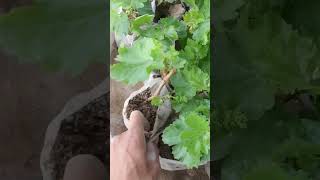 grape seedling 🌱🍇 grapevine amazing ایران [upl. by Roosnam81]