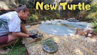 Transferring all my Turtles to their New Pond [upl. by Oswald752]