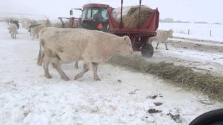 feeding cows  charmark charolais decemebr 2013 [upl. by Bodwell120]