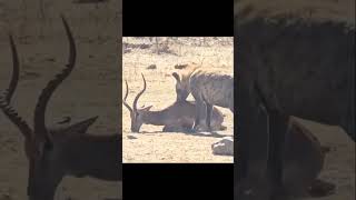 Hyena hunting deer animals hyena wildlife [upl. by Amalbena]