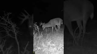 Most bucks are still nocturnal 2024 deerhunting new nature hunting trailcam fall november [upl. by Allimak]