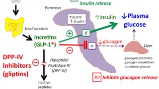 DPP4 Inhibitors Sitagliptinvildagliptin Mechanism of action [upl. by Gill]