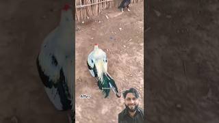 Mama papa chicken aseelhen aseelmurga birds youtubeshorts hammadasjadvlogs [upl. by Iohk]