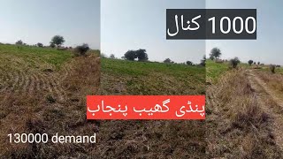 1000 plus kanal agriculturel land for sale in Punjab  Zameen bray frokhat  big rakba for sale [upl. by Adranoel]