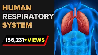 Human Respiratory System  Respiratory System Anatomy  Biology  Letstute [upl. by Labina]