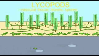 PLPLANTSLYCOPODS [upl. by Weibel]