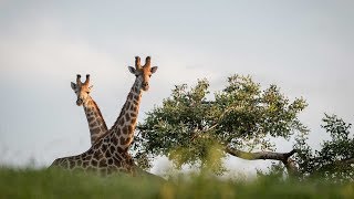 Journey of Giraffe in the Klaserie Private Nature [upl. by Eixel]