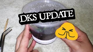 Mukhang hindi kinaya 😢🕷️  DKS Short Update on G Pulchra [upl. by Willem]