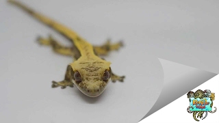 Crested Gecko Licking its eyeball [upl. by Steffin]