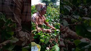 માં🥰🥰 farming video kapasharvesting [upl. by Zerep275]