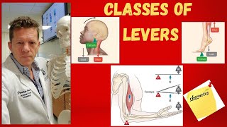 The Three Classes of Levers in the Human Body [upl. by Trow]