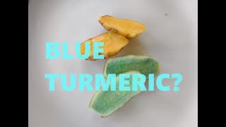 How I Grow BLUE TURMERIC And a Harvest SURPRISE [upl. by Adamis]