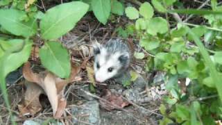 Baby oppossum Fun [upl. by Orrin]