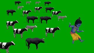 cow pet animal stampede Green Screen 4K shri krishna with cow [upl. by Hayotal]