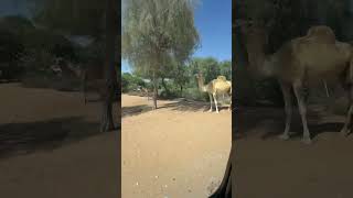 🐪🐫 Dubai wilde life dubai uae nature [upl. by Refinnaej]