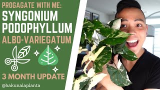 How to Propagate a Syngonium Podophyllum AlboVariegatum  3 Month Update Water to LECA [upl. by Arch]