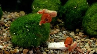 Posthornschnecken  Ramshorn Snails [upl. by Aniad212]