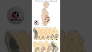 Week By Weeks Fetus Development Inside The Womb subscribeshorts viralvideo babydevelopment [upl. by Trager218]