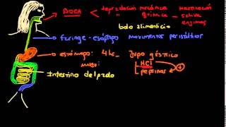 BIOLOGÍA  Unidad 3  El Sistema Digestivo [upl. by Nimsay422]