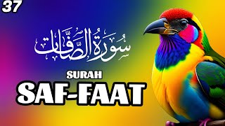 Surah SAFFAAT full with Arabic Beautiful Quran Recitation flowers rose nature Yaseen Rahman yasen [upl. by Emilia338]