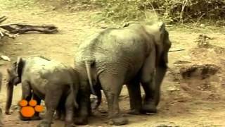 Los Elefantes Elephantidae Documental Nacimiento y Vida [upl. by Crescin]