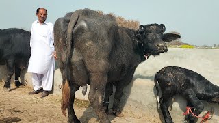 چاچامنظورپربانہ  5بھینسیں برائےفروخت19مارچ2024 Pure Neli  Nili Ravi Buffalo For Sale on Eitfaaq [upl. by Adnalra713]