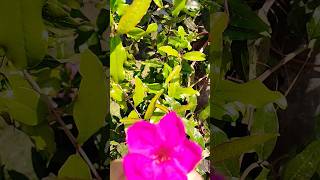 explore gardenflowerplants flowerslover ماشاءالله viralshort [upl. by Lokkin140]