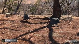 Rancho el Descanso  Gallinas de Guinea [upl. by Madriene]